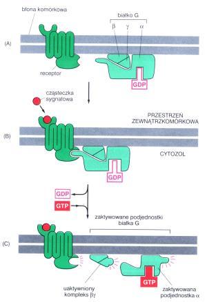 Receptory metabotropowe - wtórne przekaźniki receptorów metabotropowych