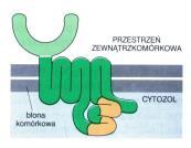 wiążącego GT poprzez receptor metabotropowy Białka G 1.