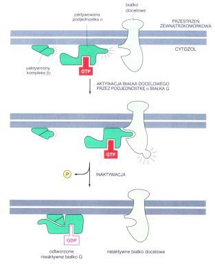 podjednostek Gα Gαs - pobudza cyklazę adenylanową Gαi - hamuje cyklazę