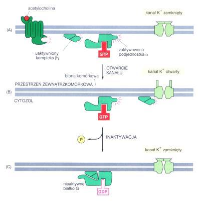 Aktywacja kanału jonowego przez białko G Aktywacja