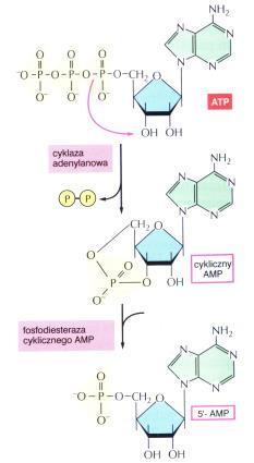 nukleotydy: cam i cgm - trójfosforan inozytolu I3 i