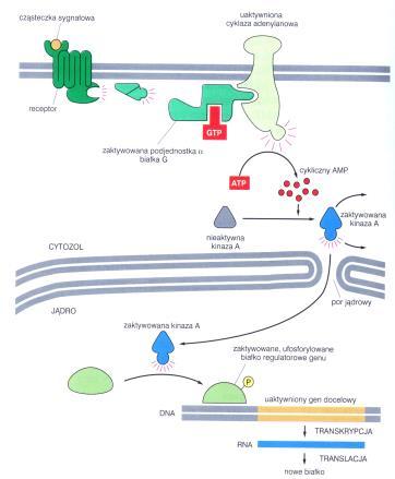 Cykliczny AM Kinaza białkowa A Fosforylowane białko