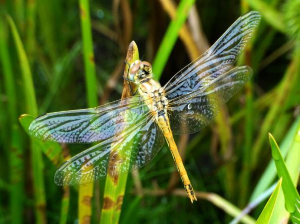 Sympetrum meridionale 1 09 2017 r.