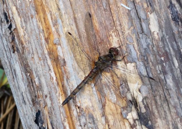 Samica Sympetrum fonscolombii 15 09 2016 r.