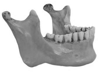 Zadanie 13. Jaką liczbę autosomów zawiera plemnik człowieka? A. 22 B. 22X C. 22Y D. 44 Zadanie 14.