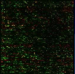 Pole dla bioinformatyki - gromadzenie informacji: Literatura Sekwencje DNA, RNA, białek, charakterystyczne motywy Inne cząsteczki biologiczne Struktury Interakcje białek Profile ekspresji Szlaki