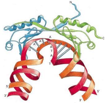 Pierwszy etap inicjacji transkrypcji przyłączenie ogólnego czynnika transkrypcyjnego TFIID TATA binding protein (TBP) w