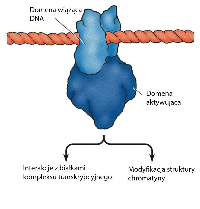 Struktura domenowa aktywatorów transkrypcji domena wiążąca DNA domena odpowiedzialna za dimeryzację domena aktywująca domena