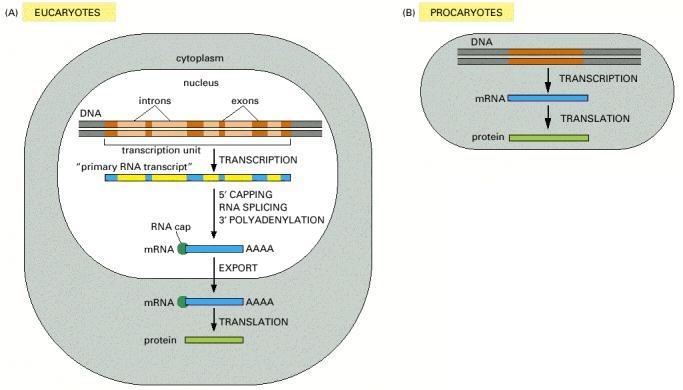 Geny eukariotyczne Proces ekspresji genu składa się z wielu etapów Na każdym z etapów możliwe działanie regulacyjne Procesy transkrypcji i translacji są rozdzielone w