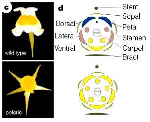 Przykład epimutacji (zmiana we wzorze metylacji DNA) Lcyc kontroluje symetrię góra-dół kwiatu: u