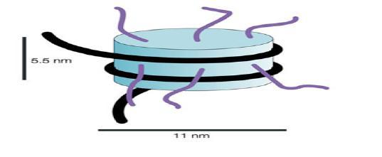 Nukleosom Nature Reviews Molecular Cell Biology 4, 809-814 (October 2003) Timeline: Chromatin history: our view from the bridge Donald E. Olins 1 & Ada L.