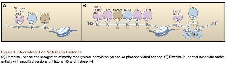Modyfikowane histony rekrutują specyficzne białka rozpoznające