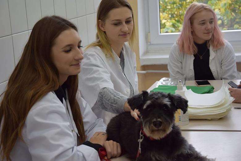 Technik weterynarii Absolwent może podjąć pracę w: - klinikach, gabinetach