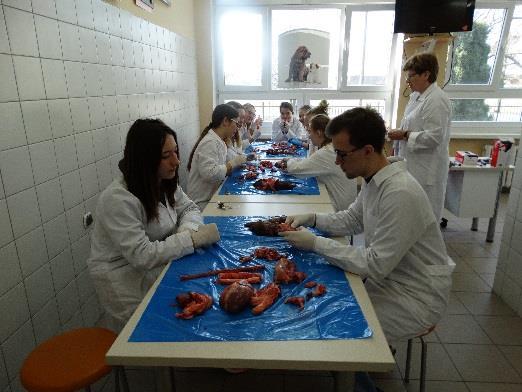 itp. laboratorium weterynaryjne