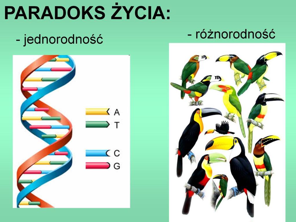 Jedną z najbardziej charakterystycznych cech zjawiska życia na Ziemi jest paradoks równoczesnej jednorodności i różnorodności.