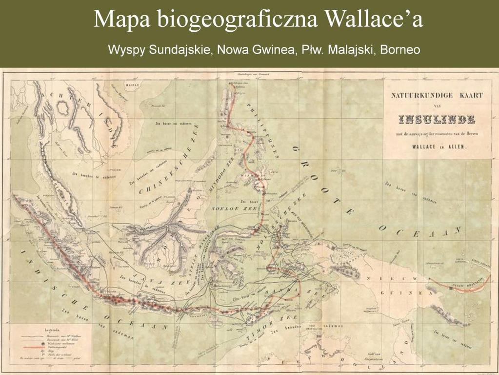 Najwięcej czasu Wallace spędził na Malajach Znaczenie udziału przyrodników w wyprawach Cooka, podróże Humboldta i Darwina wszystkie koncentrujące się przede wszystkim na terenach tropikalnych dla