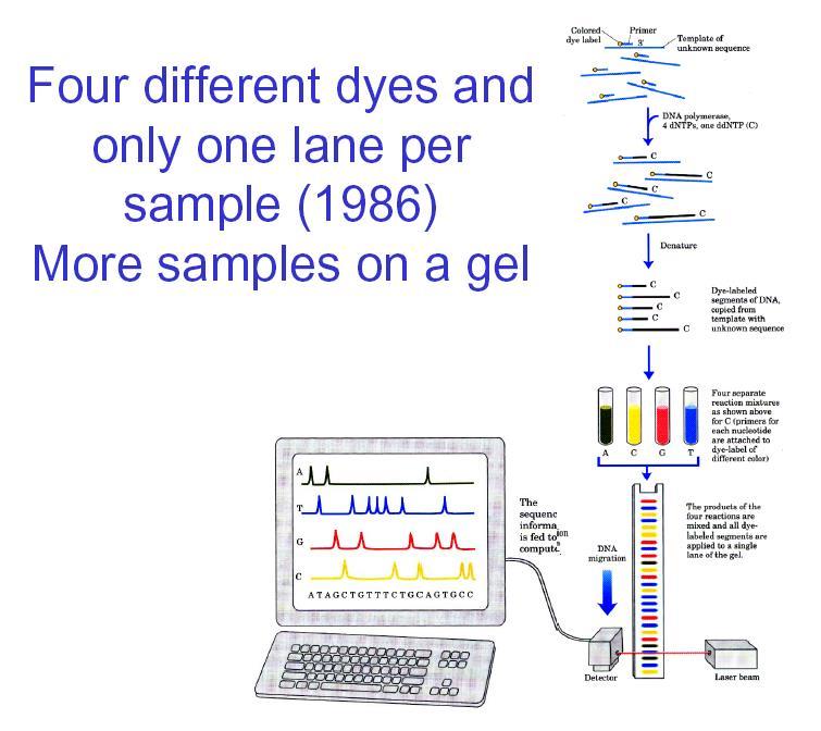 Reakcja cyklicznego sekwencjonowania przebiega podobnie do reakcji PCR, ale wykorzystuje się w niej tylko jeden starter syntetyzowana jest tylko