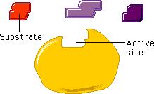 Specyficzność enzymów Specyficzność substratowa określa, jaki rodzaj substratu ulega przemianie przy udziale danego enzymu zależy od budowy miejsca wiązania Specyficzność działania