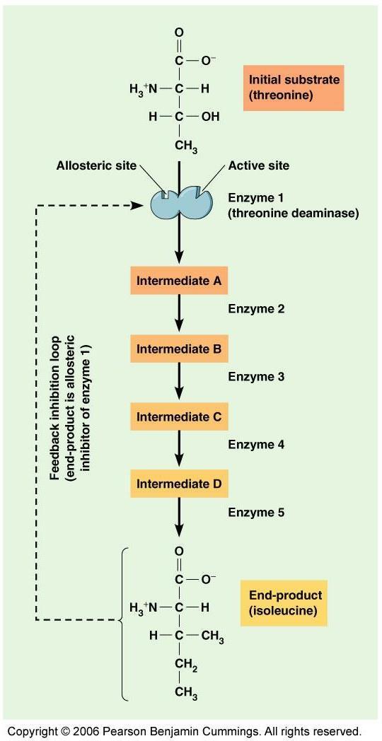 Regulacja przez sprzężenie zwrotne produkt hamuje proces enzymatyczny, w którym powstał zwykle dotyczy szlaków syntezy (etapu imitującego) hamowany jest początkowy etap syntezy inhibitor: ostatnia