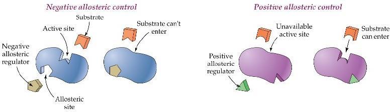 Regulacja allosteryczna E n z y my a l l o s t e r y c z n e e n z y my, k t ó r y c h a k t y w n o ś ć m o ż e by ć r e g u l owa n a na d r o d z e o d d z i a ł y wa ń a l l o s t e r y c z ny c