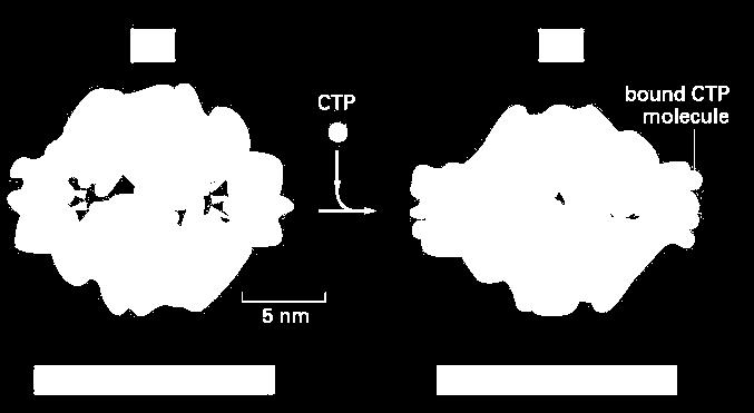 Efektory allosteryczne + ATP Karbamoilotransferaza