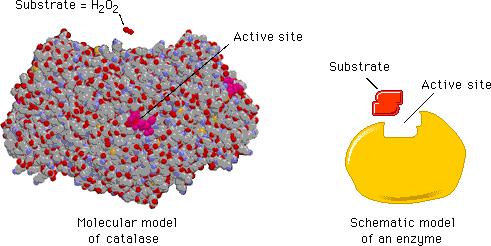 Budowa enzymu substrat - H 2 O 2 centrum aktywne substrat centrum aktywne Centrum