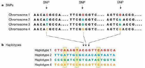 Haplotyp Pochodzi od słowa haploid Segment genomu, o wspólnym pochodzeniu filogenetycznym, w obrębie którego rzadko zachodzi rekombinacja Termin może się odnosić: grupy genów dziedziczonych