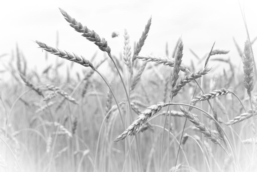 GOPLANA Jakościowa odmiana chlebowa (grupa A). Plenność dobra. Przyrost plonu przy uprawie na wysokim poziomie agrotechniki średni.