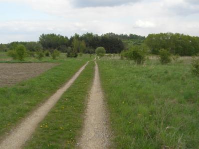 Tym nie mniej wciąż jest to jedno z najuboższych pod względem liczby gatunków roślin naczyniowych