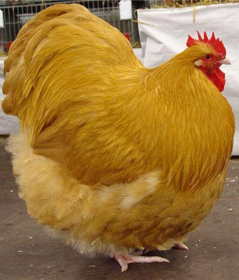 Charakterystyka amatorskich ras kur reprezentujących typ ciężki Fot. 16. Kogut rasy Orpington odmiany płowożółtej Phot. 16. Orpington rooster of buff variety (http://hollywaterhens.co.