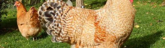 Roczna nieśność kur to około 180 jaj o kremowej skorupie i masie 55 g (Schmidt, 2007). Fot. 6. Kogut rasy Delaware Phot. 6. Delaware rooster (http://duncanspoultry.