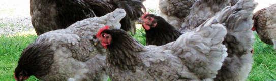 com/chicken-breeds/germanlangshan-chickens) Langshan Uznawana jest za odrębną rasę w stosunku do croad langshan, choć powstała na jej bazie.