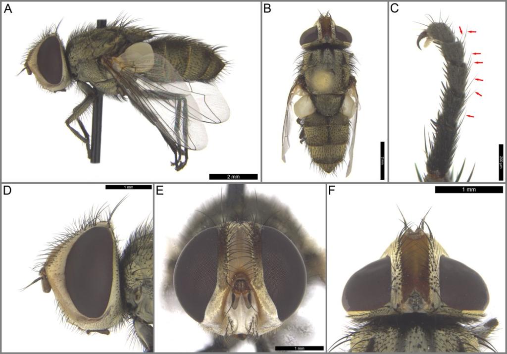 RYC. 1 A-F. Miltogramma villeneuvei.