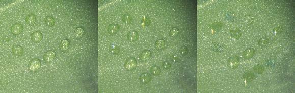 2. ZWIĘKSZONA PENETRACJA Powierzchnia liścia często stanowi istotną barierę przy utrudniającą wnikanie herbicydów w głąb rośliny, co widać na powiększonym przekroju powierzchni liścia komosy białej.
