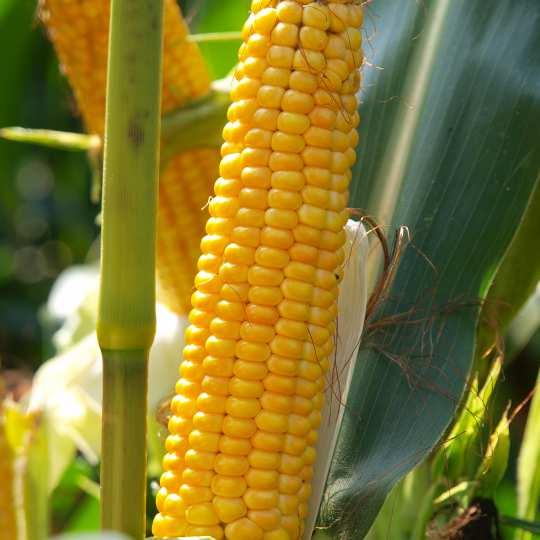 KUKURYDZA ZIARNOWA /KISZONKOWA [FAO 240] F A B E L L Potęga masy FABELL to masywna odmiana kukurydzy niemieckiej hodowli Freiher von Moreau przeznaczona do uprawy na kiszonkę oraz na ziarno w