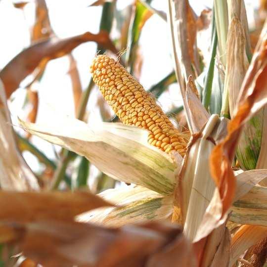 KUKURYDZA ZIARNOWA /KISZONKOWA [FAO 220] R I Z Z O Postaw na RIZZO RIZZO to nowa odmiana o znakomitym wczesnym wigorze.