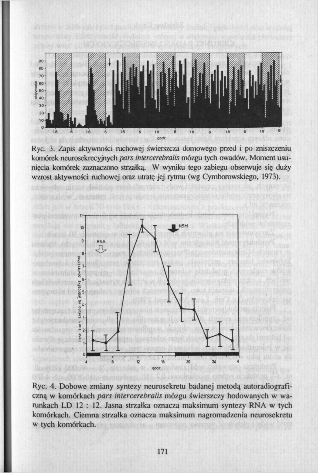 18 6 18 6 18 6 18 6 18 6 18 6 18» godz. Rye. 3. Zapis aktywności ruchowej świerszcza domowego przed i po zniszczeniu komórek neurosckrecyjnych pars iniercerebralis mózgu tych owadów.