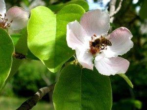 https://www. Sadząc w pobliżu pola drzewka owocowe, wpłyniemy na obecność pszczół i innych owadów zapylających. II. Funkcje produkcyjne: 1. produkcja drewna i użytków niedrzewnych; 2.