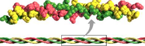 Klasyfikacja białek Białka proste te które w wyniku hydrolizy dają jedynie aminokwasy Białka złożone dają po hydrolizie także inne związki ( np.