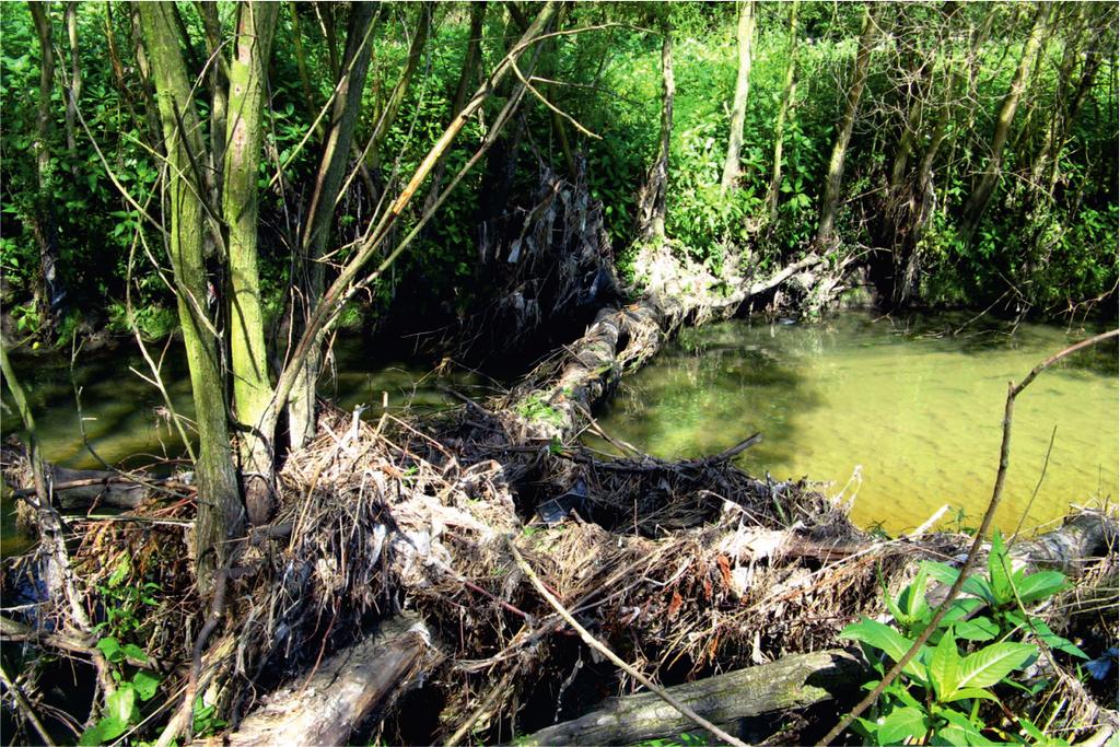 Stan hydromorfologiczny górnego odcinka rzeki Ner w świetle zastosowania metody River Habitat Survey (RHS) 4.3.