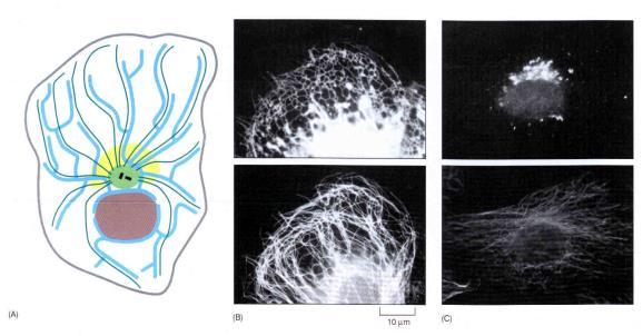Mikrotubule dynamiczna niestabilność - stabilizacja
