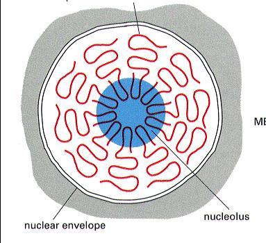 fragmenty rdna (geny rrna) z różnych chromosomów interfazowych (10) plemniki, erytrocyty ptaków; oocyty płazów; 25% objętości jądra; otoczka jądrowa