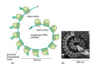 Rybosomy-biosynteza białka Polirybosomy (polisomy) miejsce wiązania mrna Rybosom rrna rdzeń rybosomu (struktura) jest rybozymem - aktywność katalityczna (rrna 23S dużej podjednostki miejsce