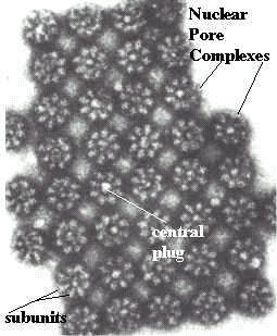 przez glikoproteiny (gp62, gp190, gp210) Liczba