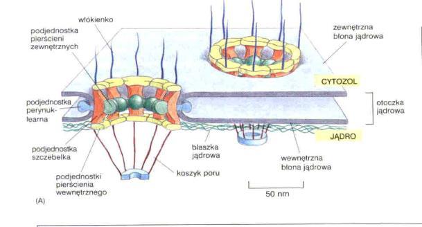 Kompleks poru jądrowego Transport przez pory jądrowe kanały peryferyczne związki małocząsteczkowe, jony pierścień cytoplazmatyczny kompleks kanału