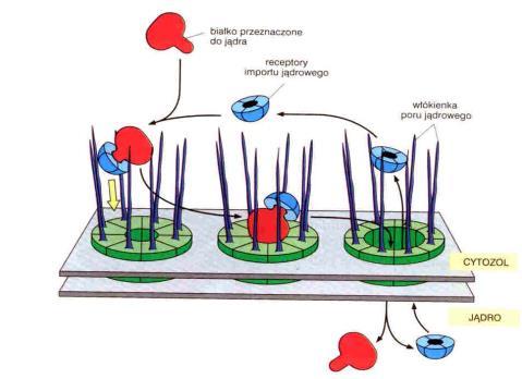 makrocząsteczki, które wchodzą bezpośrednio w interakcje ze składnikami kompleksu porowego makrocząsteczki, które wchodzą w interakcje ze składnikami