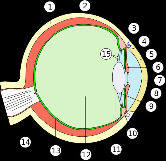 Budowa oka 1. twardówka 2. naczyniówka 3. kanał Schlemma 4. wyrostek rzęskowy 5. rogówka 6. tęczówka 7. źrenica 8. komora przednia oka 9. komora tylna oka 10. ciało rzęskowe 11. soczewka 12.