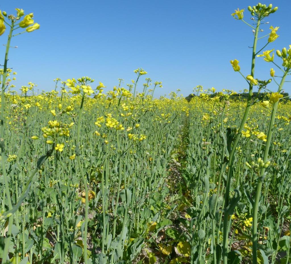 Miedź-Bor 0,3 + 1,5 l/ha. Fot. 10.