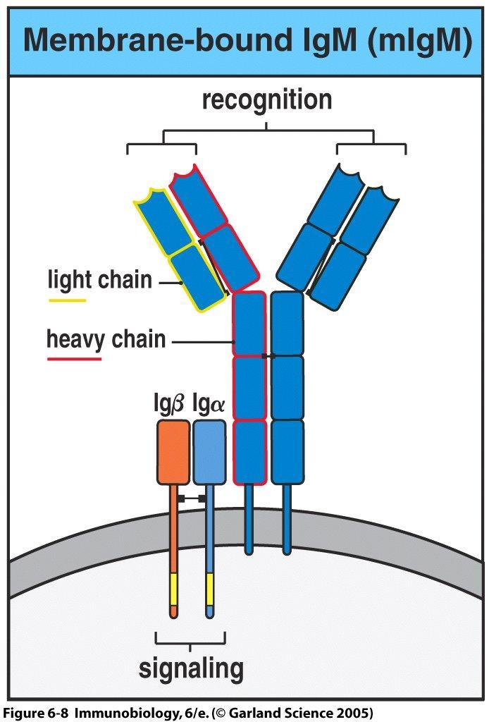 Receptor