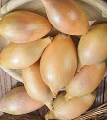 Algida NOWOŚĆ - jedna z dwóch polskich odmian cebuli ozimej - wyraźnie wcześniejsza od odmiany Agra - cebule kuliste, o jasnobrązowej suchej łusce - charakteryzuje się